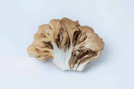 Maitake Vitalpilz