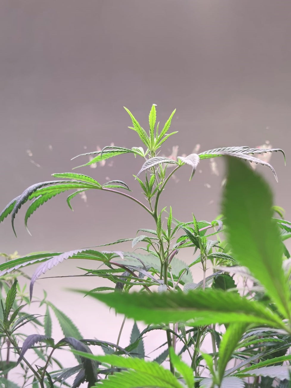 Junge Hanfpflanze im Indoor-Anbau – hochwertige Cannabis Pflanze für die Herstellung von CBD Öl